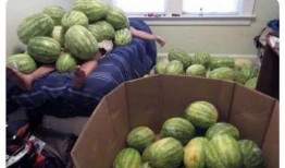 网今日吃瓜大赛,瓜田李下，谁主沉浮？