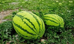 吃瓜大赛每日聚集地