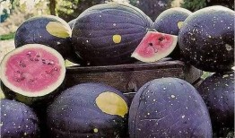 mogu吃瓜网红黑料