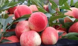 吃瓜和吃桃网红词,网红词汇背后的趣味解读