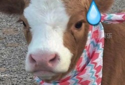 娱乐吃瓜酱鸭鸭