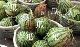 娱乐吃瓜头像高清图片