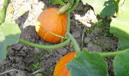 朝阳吃瓜爆料入口,独家内幕大公开